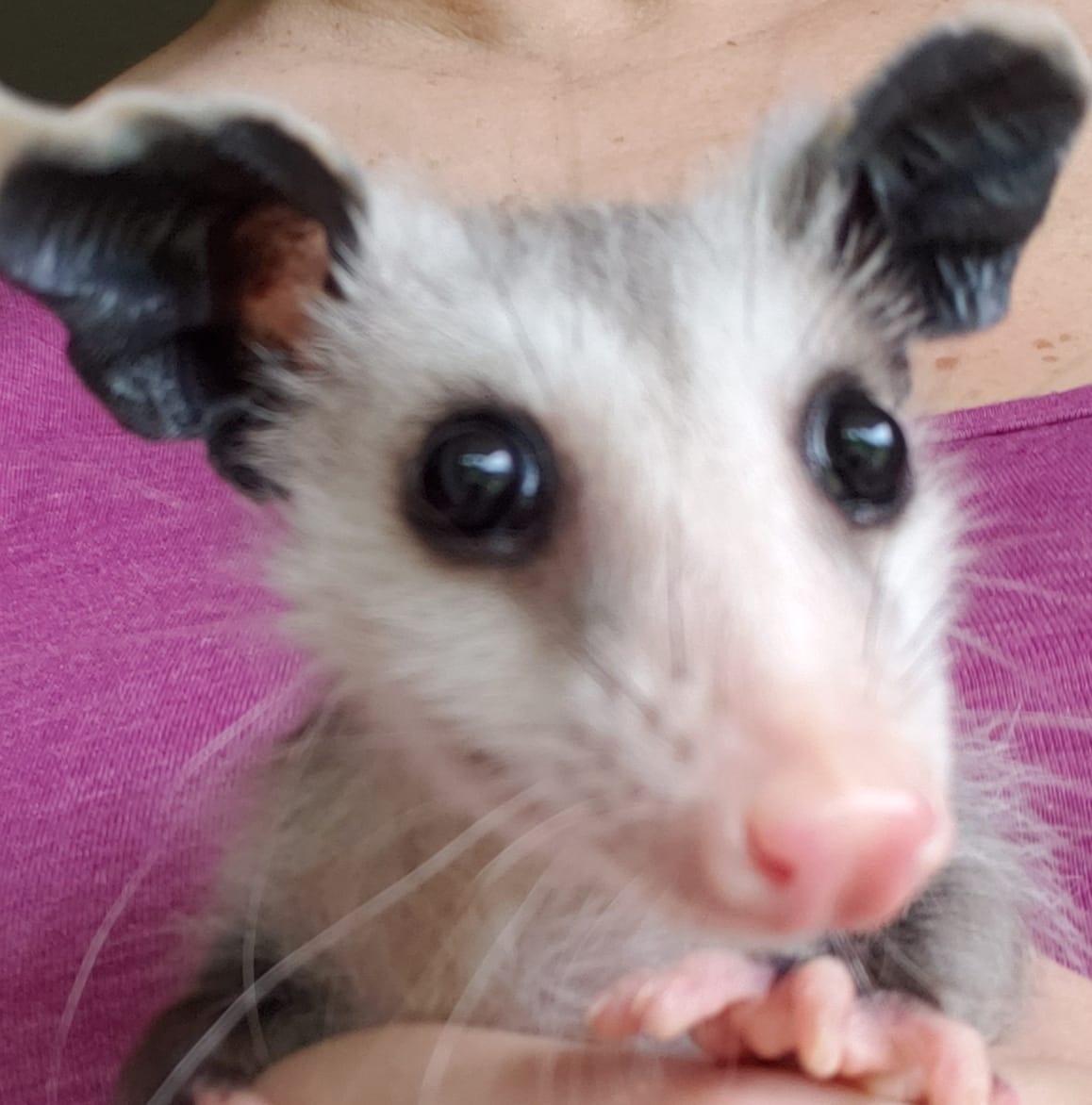 Possum-Bilities - William St Logo