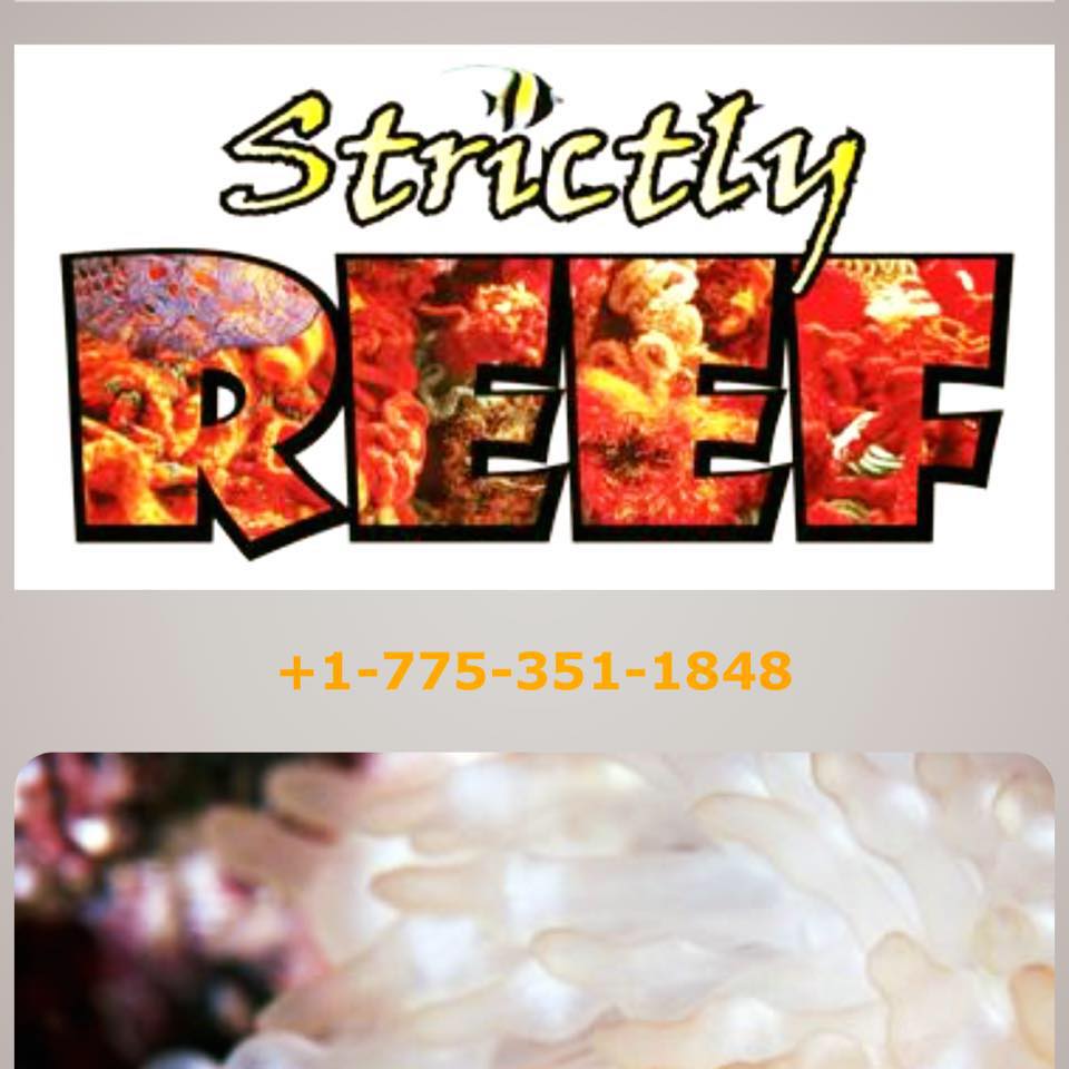 Strictly Reef Reno - Reno Logo